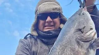 Гигантский синий сом обглодает мою оснастку для ловли сельди на поплавок!!