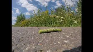 Sphinx ligustri