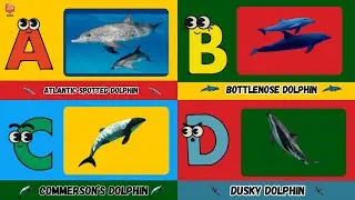 Песенка про дельфинов от А до Я 🐬 | Изучаем алфавит дельфинов для детей | Морские животные ABC | ...