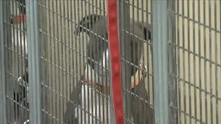 Free pet adoptions at RAS for Clear the Shelters initiative