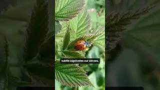 The Intriguing Scent of Ladybugs: Nature's Tiny Fragrance
