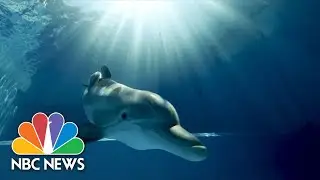 Star Of &lsquo;Dolphin Tale&rsquo; Movies In Critical Condition At Florida Aquarium