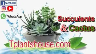 #light_green_aloe #mother #plants #Tplantshouse #succulents
