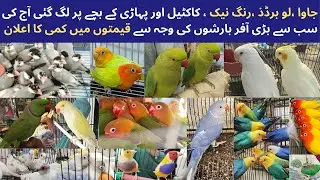 Multan Birds Market | Birds Price | Sunday Birds Market | 10-8-2025