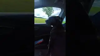 Ich gucke zwar doof, aber ihr m&uuml;sstet mal die anderen Autofahrer sehen. #stafford #unterwegs #Hund