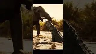 Brave Moment: Elephant Crushes Croc to Save Zebra  #bravemoments  #animalrescue  #wildliferescue