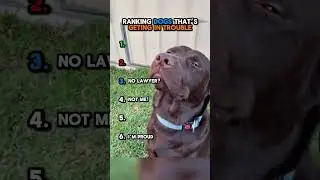 Ranking Dogs That's Getting In Trouble 🐕