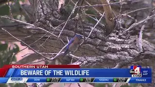 Visitors at Zion National Park harassing and touching wildlife, park rangers say