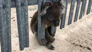 Golden Retriever Rescues Adorable Baby Koala from Certain Death