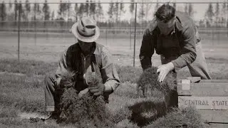 The History of Our Northern Forests