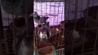 afsan#grigel#racer#pigeon's#birds#kobutor#racing#hen#animals@follower's@everyone@01736-628990