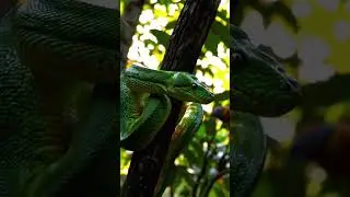 the python snake eating big animal it' venom is most expensive venom #wildlife #snake #trending