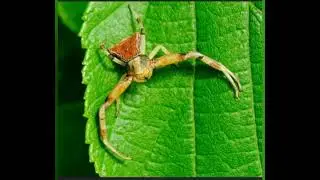 пауки-бокоходы (thomisidae )