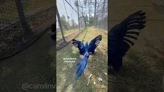 MISCHIEVOUS Blue Macaw don&rsquo;t want to Fly but Joyfully HOPS!