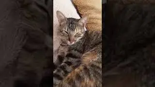 Gata Ronronando 😻. #cat #cats #gato #gatosfofos #gatos #cutecat #felinos #ronronar