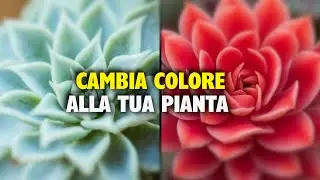 Come cambiare il colore delle PIANTE GRASSE dal verde al rosso in modo naturale? &Egrave; possibile!