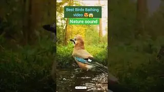 Wild Birds Bathing video #birdsbathing #naturesounds #viral #wildbirds #viral #shorts