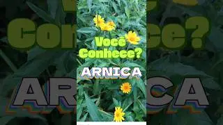 ARNICA: N&atilde;o &eacute; Mito, &eacute; Ci&ecirc;ncia 🌿  #pancs #alimentosantiinflamatorios #plantasmedicinais
