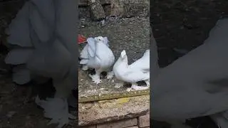 Top Quality Indian Fantail Pigeons 😍 #kabootar #status 🕊 #shorts