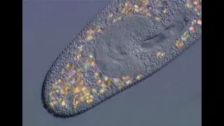 Cytologie des Protozoaires