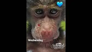 We Mean It When We Say That Baboons Are Not Pets!