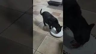 Door feeding with my cats round 12 April 3, 2025