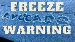 Protecting your Avocado Trees when Freezing Weather is Predicted