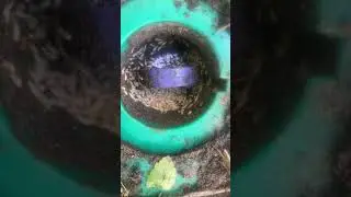 Subterranean termites!! Termite Bait