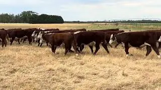 Waterloo Ag, Hereford Steers, 9-10 months, Injemira Bld, Weaned 