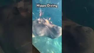 Coolest Hippo Diving. #animal #youtubeshorts #wildlife #shortvideo #funny #hippo #shorts
