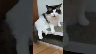 Cat Spills Food | Funniest Cat Video | Try Not To Laugh #cat #shorts