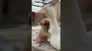 Cute Puppy and Duck Love । Friends forever | #animals #shorts