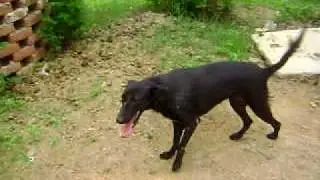 Dashu walks again Help In Suffering.avi