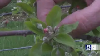 New York farmers receive $8.5 million to boost local food production