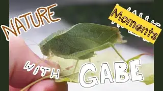 Nature Moments With Gabe #1. (repost) Greater Anglewing