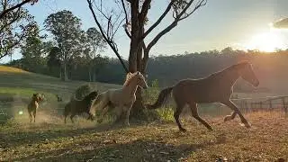 Kerewong Herd