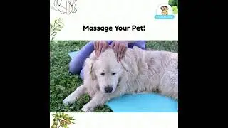 How to Massage your Dog | Easy steps | Relaxing massage for healthy Dogs