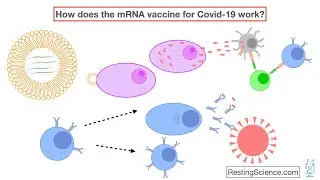 How does the mRNA vaccine for COVID-19 work?