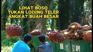 Lihat Bosq Buah Sawit Yang saya Panen Ratah Besar Peloding Sampai Teler