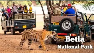 Betla National Park LATEHAR, PALAMU 2024 ||बेतला नेशनल पार्क || Ranchi Netarhat Betla Forest Tour