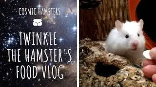 Twinkle The Hamster's Food Vlog | Cosmic hamsters