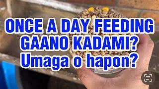 ONCE A DAY FEEDING ni KALAPATI CHANNEL: GAANO KADAMI? Umaga ba o hapon? Alamin ang sagot👍