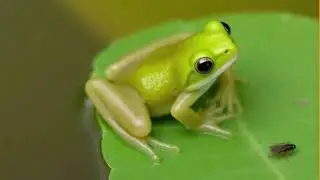 Life cycle of Frog
