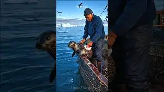 Rescue Team Saves Harp Seal Just in Time! (Emotional Video)