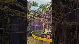 ficus air roots beautful