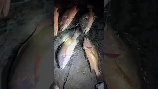 Snapper Hunt Begins🎣🐟 #rodfishing #deviproductions #snapperfishing #redsnapper