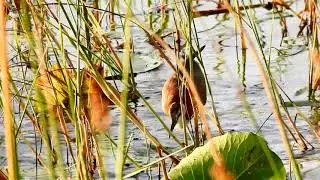 Jacana Lesser DSCN6517