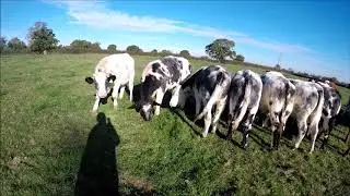 Carrying out daily cattle checks.