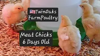 Some Lessons We've Learned The Hard Way About Raising Cornish Rock Cross Meat Birds