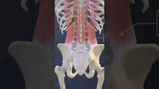 The Extensor Muscles of the Lower Back